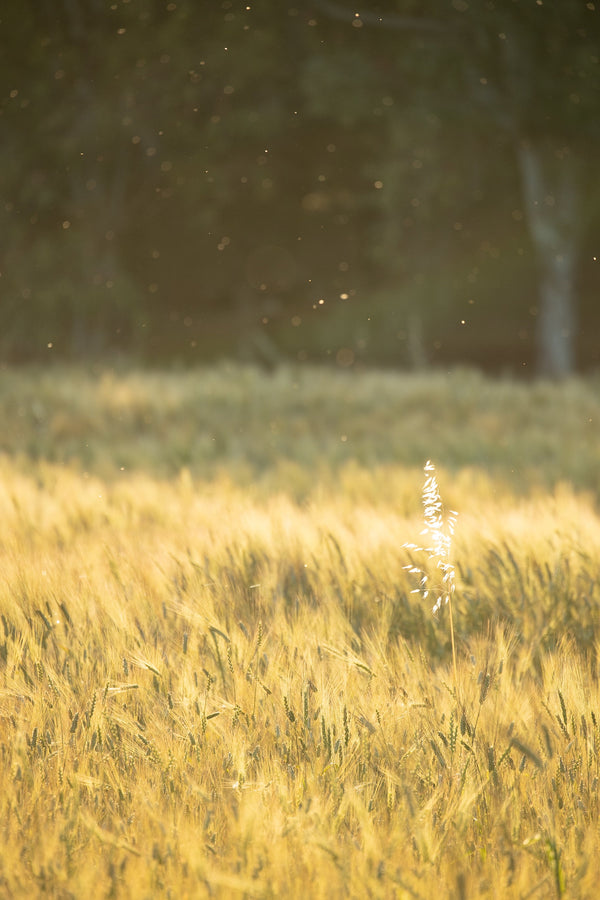 How daylight affects us